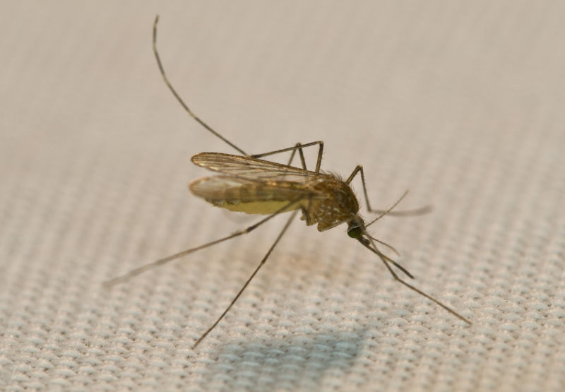 Image of a mosquito.