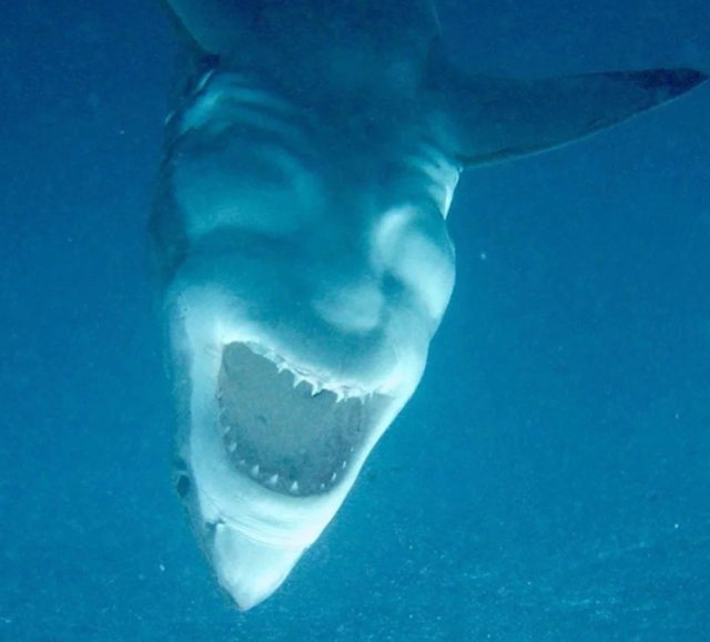 demon-face-shark.jpg