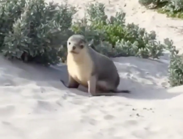 baby-sea-lion-internet.jpg