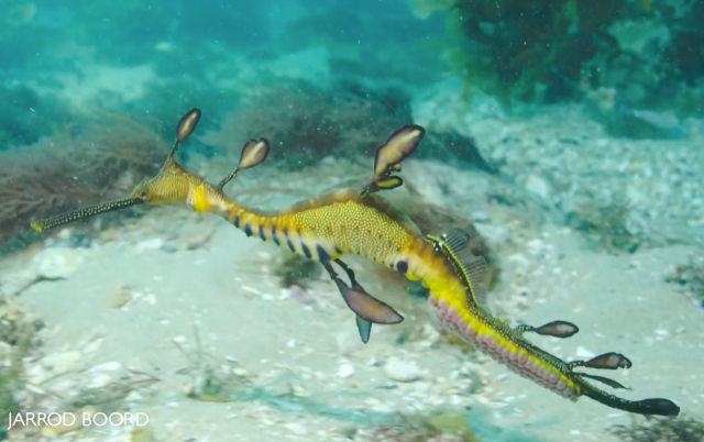 sea-dragon-with-eggs.jpg