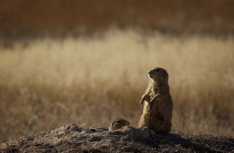 The dog is thought to have caught the plague from a dead prairie dog. 
