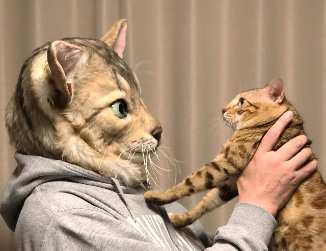 cat-masks-1.jpg