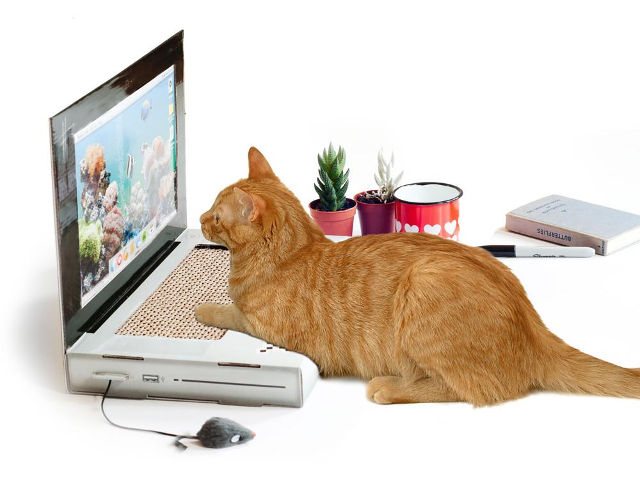 cat-scratch-laptop-1.jpg