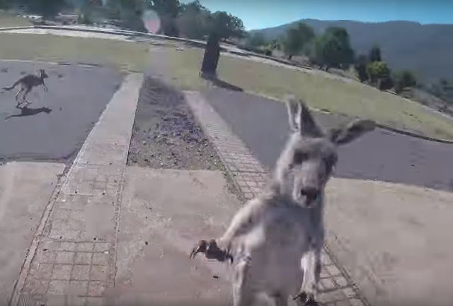 kangaroo-charges-paraglider.jpg