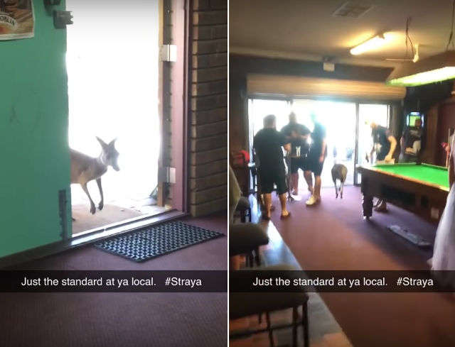 kangaroo-hops-through-bar.jpg
