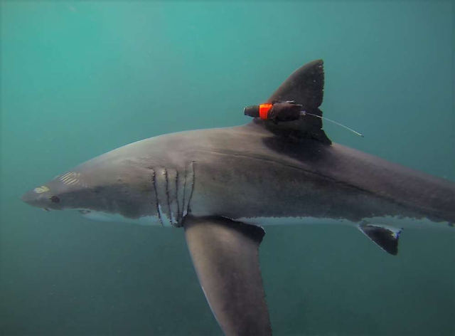 shark-hunting-in-kelp.jpg