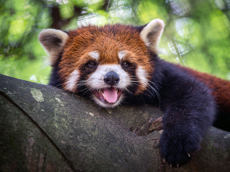 Firefox wasn't feeling well over the weekend. The problem may not be fixed for everyone.