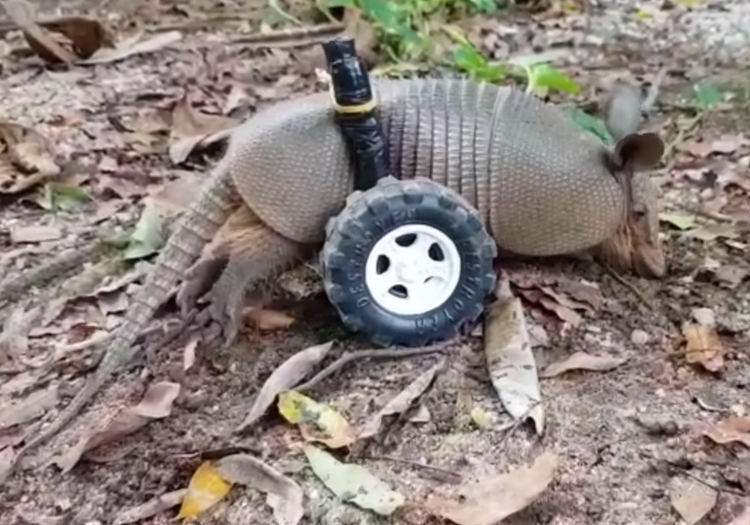 armadillo-wheelchair.jpg