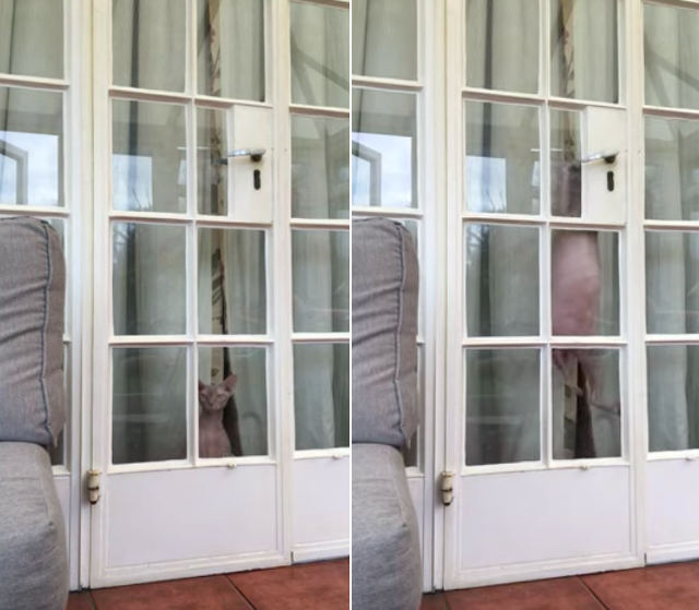 cat-opens-door-outside.jpg