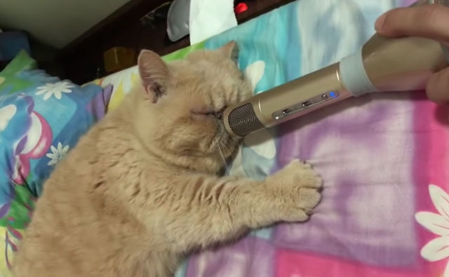 cat-snoring-into-mic.jpg