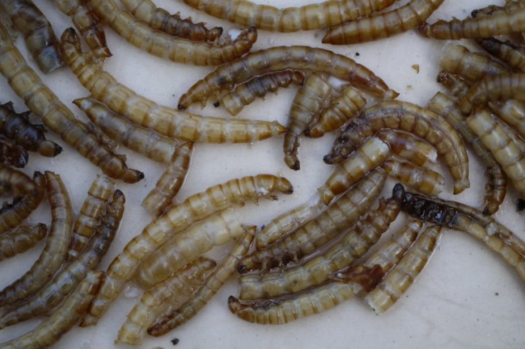 Microsoft says it’s confident an exploit exists for wormable BlueKeep flaw