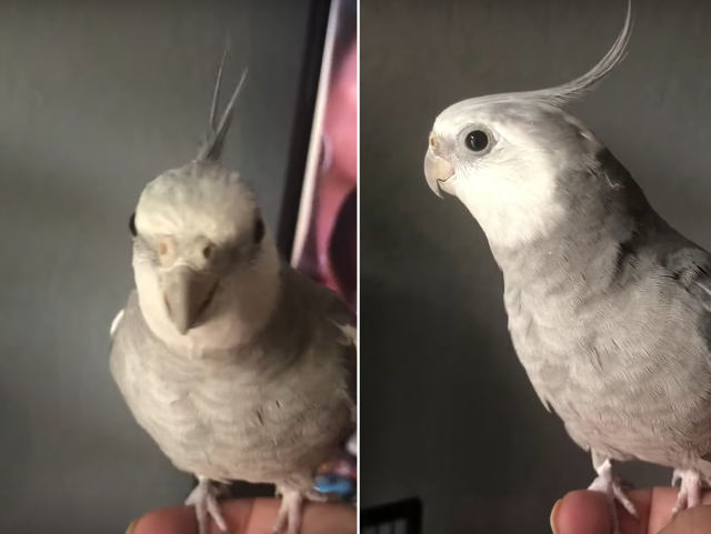 cockatiel-iphone-alarm.jpg