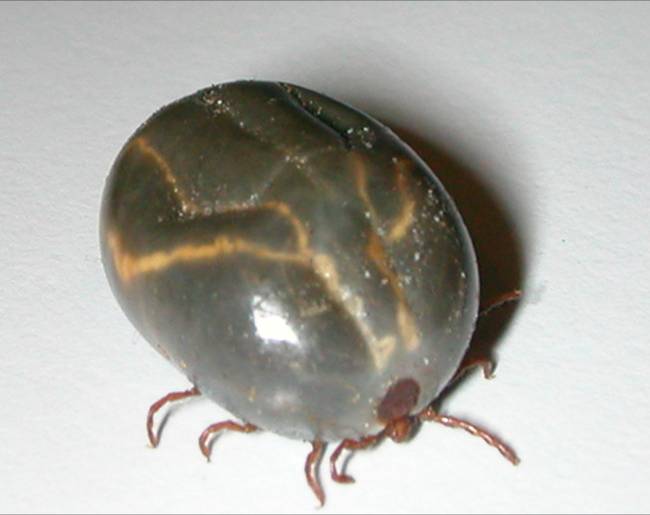 Scary arachnid is fat.