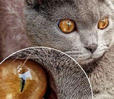 Redmi Shows Off Pixelicious Photo Sample Of World's First 64MP Smartphone Camera