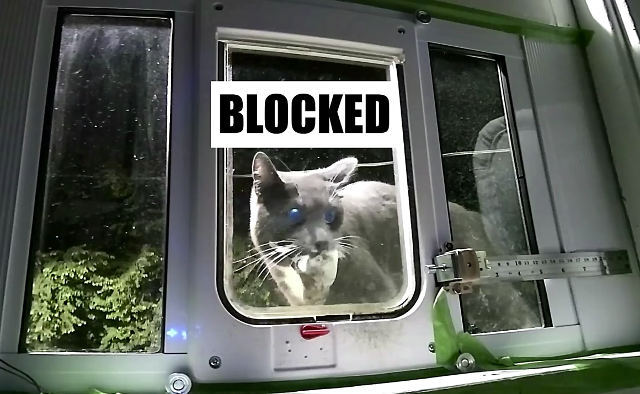 ai-powered-cat-door.jpg