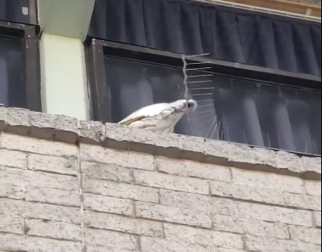 cockatoo-vs-anti-bird-spikes.jpg