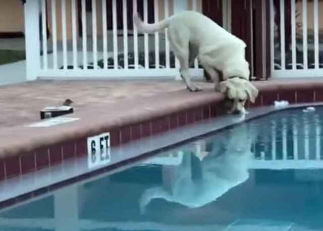 dog-fetches-beer-from-pool.jpg