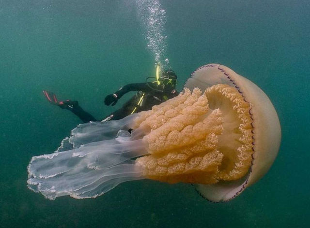giant-jellyfish.jpg
