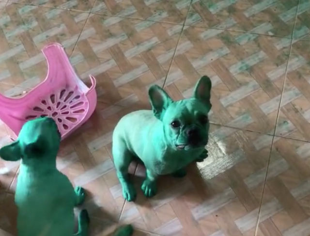 green-pugs.jpg