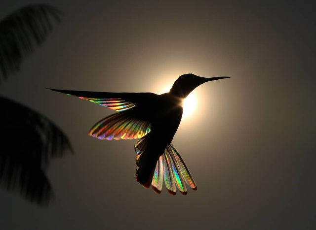 hummingbird-wing-prisms-1.jpg