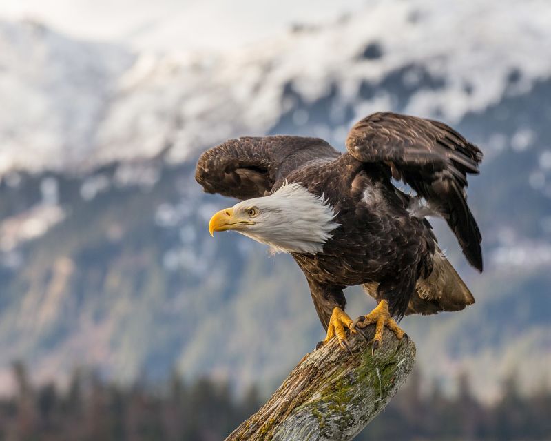 Color photo of a bald eagle perched on a branch, preparing to take flight, with mountains in the background