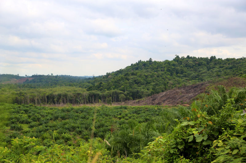 Forest being cleared for palm oil cultivation.