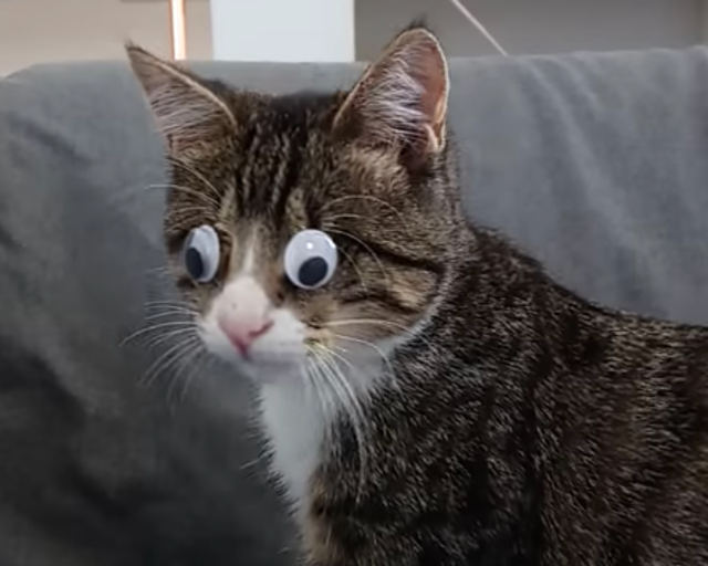 googly-eyed-kitten.jpg