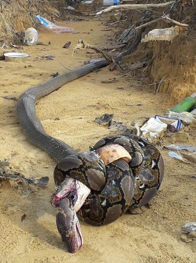 king-cobra-vs-reticulated-python.jpg