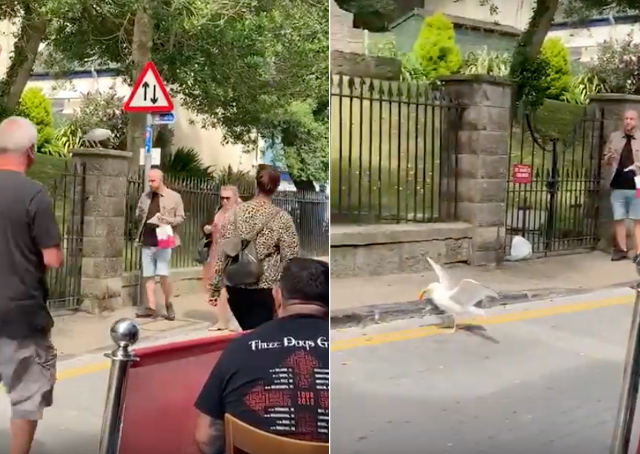 seagull-steals-sausage-roll.jpg