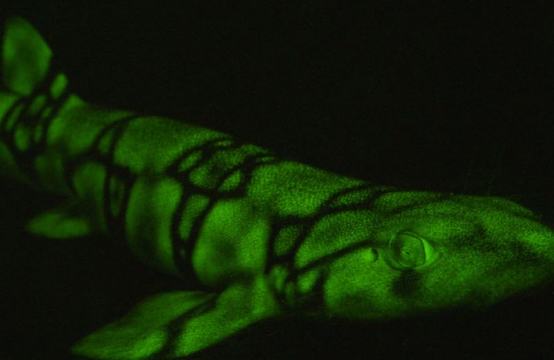 The lighter areas on the skin of this chain cat shark contain a special molecule that absorbs the ocean's blue light and turns it into green light. 