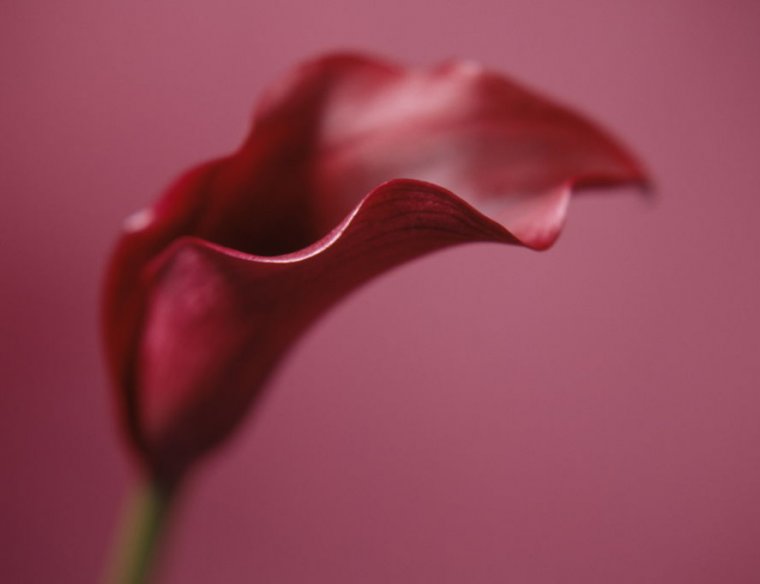 Arum lily / Calla lily