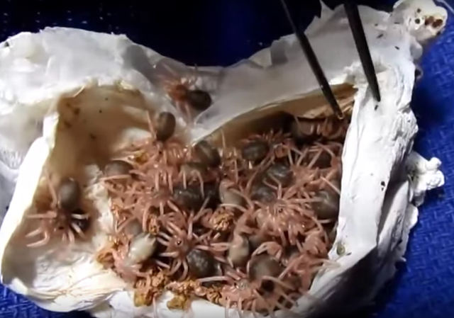 baby-tarantulas.jpg