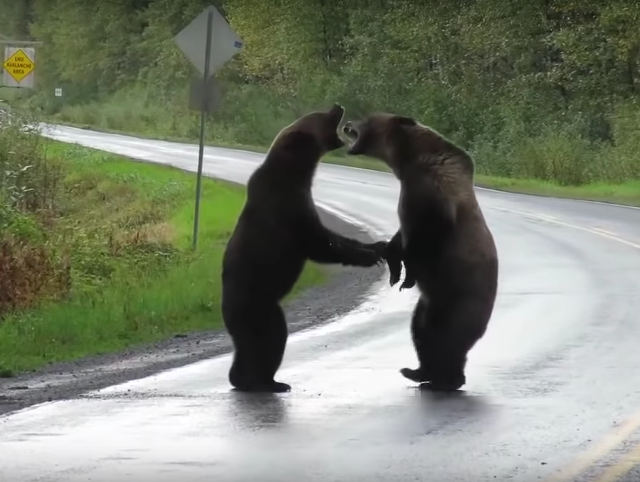 grizzly-bear-fight.jpg