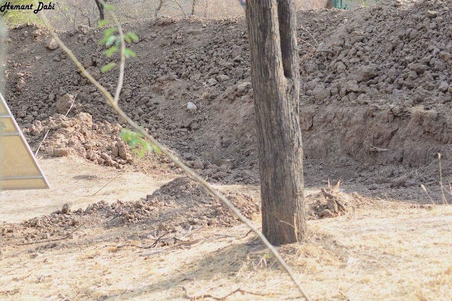 hidden-leopard-640.jpg