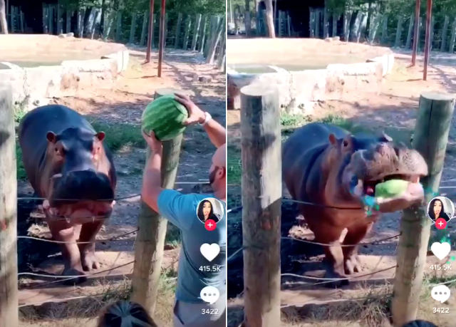 hippo-watermelon-gender-reveal.jpg