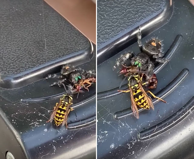 jumping-spider-vs-wasp.jpg