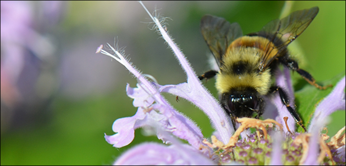 Image of a bee on a flower.
