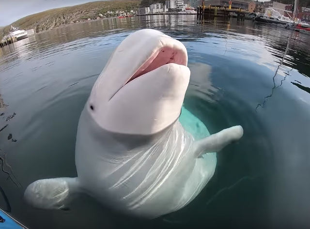 beluga-whale-returns-gopro.jpg