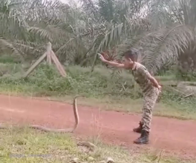 grabbing-a-king-cobra.jpg