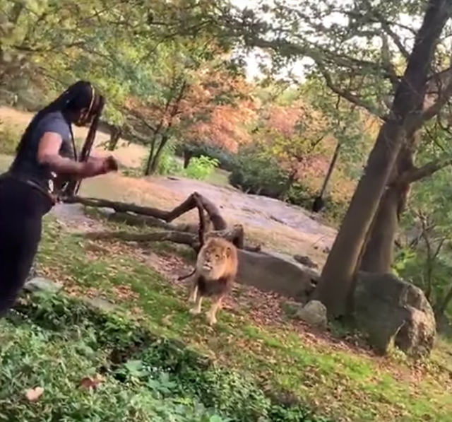 woman-at-bronx-zoo-lion-exhibit.jpg