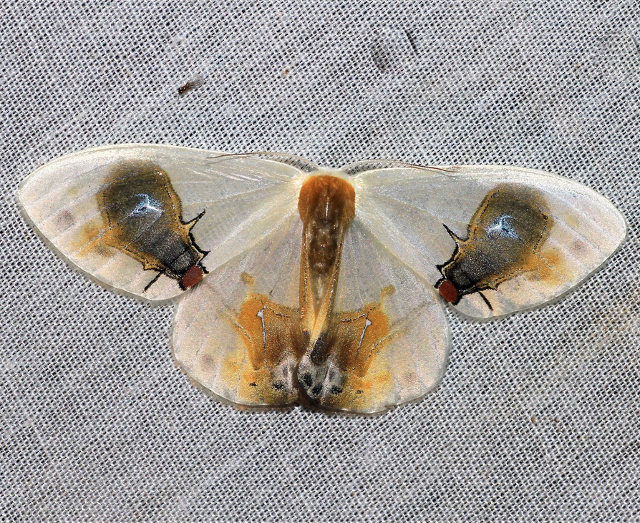 moth-with-flies-on-wings.jpg