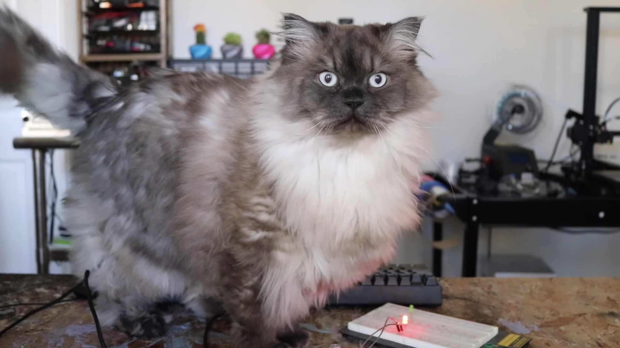 Teddy perfectly demonstrating my jet-lagged expression