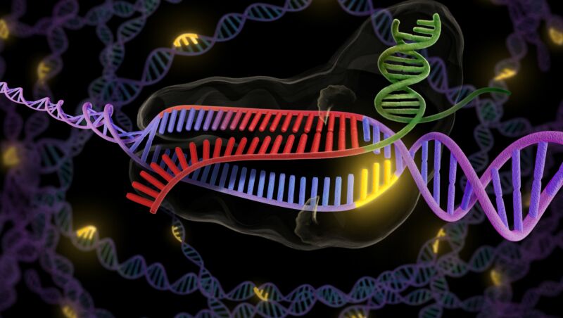 A cartoon diagram of three strands of DNA interacting.
