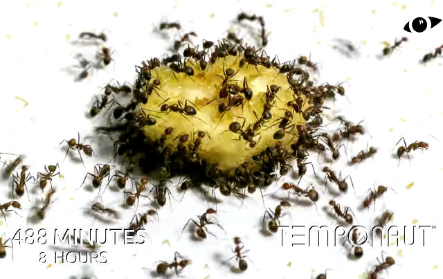 ants-vs-banana-timelapse.jpg