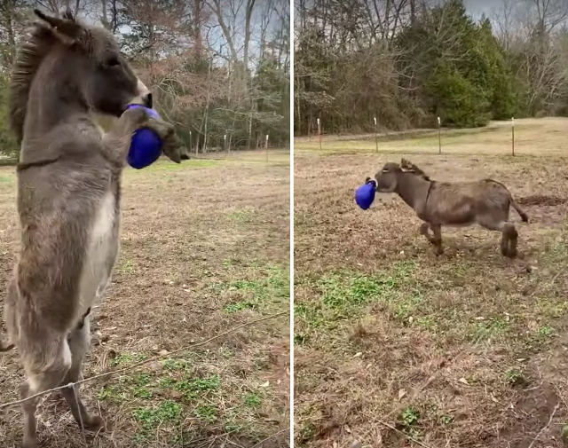 donkey-having-a-ball.jpg