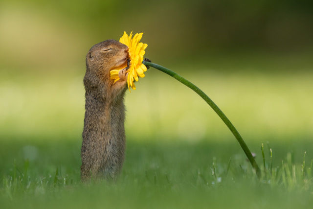 squirrel-and-flower.jpg