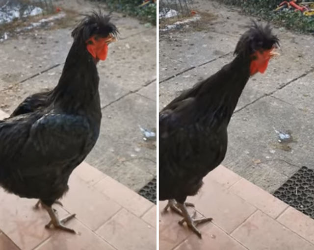 death-metal-rooster.jpg
