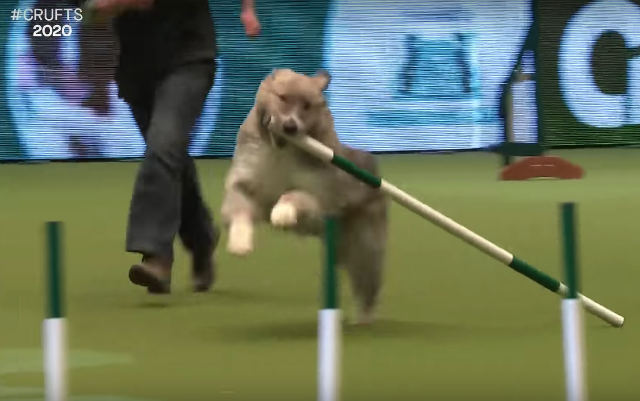 dog-agility-course-pole-steal.jpg