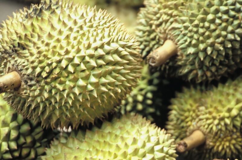Widely known and revered in southeast Asia as the "king of fruits", the durian is distinctive for its large size, strong odor (often compared to rotten onions, raw sewage, or turpentine), and formidable thorn-covered husk