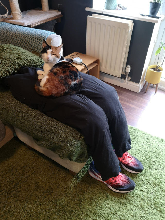 fake-human-lap-for-cat.jpg